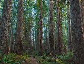 أطول وأجمل 5 أشجار فى العالم.. سمعت عنهم قبل كده؟