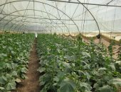 مشروع الصوب الزراعية بأسوان.. دخلت مرحلة الإنتاج الاقتصادي وتشغل عدد كبير من الشباب
