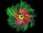 أغرب 7 جوائز فى العالم اللفت أبرزها.. سمعت عنها قبل كده؟