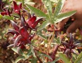 انطلاق موسم حصاد الكركديه الأسوانى فى أسوان.. فيديو