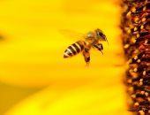 تفسير حلم النحل.. تحذير داخلى لتنتبه لمشاعرك أم حاجة للحذر من البعض