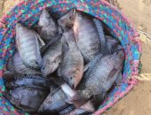 أحلى سمكة بلطى طازة وأورجانيك وزنها كيلو وبنص التمن.. نجاح تنفيذ مشروعات الاستزراع السمكى بقرى الداخلة ضمن منظومة إنتاجية متكاملة لإنتاج أسماك البلطى الطازجة.. والاستفادة من مياه المزارع السمكية بتنفيذ مشروعات