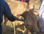 علاج 2625 حالة فى قافلة بيطرية مجانية لجامعة كفر الشيخ بقرية إبيانة