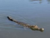 لليوم الخامس.. فرق البحث تواصل جهودها لاصطياد تمساح مصرف قرية الزوامل