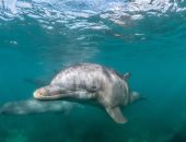 أوروبا تستعد لافتتاح أول محمية بحرية للدلافين فى إيطاليا عام 2026