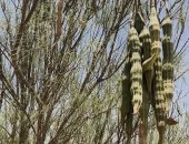 العُلا تحتفى بالإرث المحلى وتعزز التنمية المجتمعية المستدامة بالسعودية