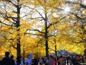 موسم أشجار الجنكة فى الصين يجذب الزوار بألوانه الذهبية الخلابة