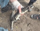 اصطياد تمساح قرية الزوامل بعد 6 أيام من البحث.. صور