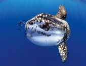 مولا مولا.. أيقونة الأعماق فى البحر الأحمر بوزن هائل ومظهر استثنائي