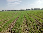 تحذيرات عاجلة للمزارعين من مخاطر تهدد إنتاجية القمح والمحاصيل الاستراتيجية