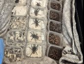 بريطانيا توقف تهريب 2000 عنكبوت حي ومئات المضبوطات في مواجهة لتجارة الحياة البرية