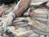 الإخطبوط والكلمارى وطماطم البحر.. أنواع من أسماك البحر الأحمر بحلقة سمك الغردقة