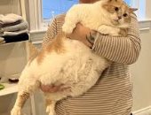 شركة أمريكية تتجه لتصنيع دواء لإنقاص وزن القطط السمينة