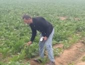 زراعة الإسماعيلية تنفذ مرورًا ميدانيًا على زراعات بنجر السكر.. اعرف التفاصيل