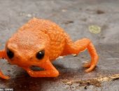 اطلق عليه اسم الرئيس البرازيلى.. اكتشاف ضفدع يشبه قرع العسل بإحدى الغابات