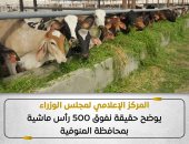 مجلس الوزراء يوضح حقيقة نفوق 500 رأس ماشية بمحافظة المنوفية