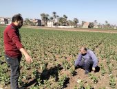 محافظ أسيوط: تكثيف المتابعة الميدانية للمحاصيل الشتوية ودعم فني للمزارعين