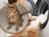 مناخيرها احمرت بس.. تشغيل غسالة ملابس بداخلها قطة ونجاتها بأعجوبة