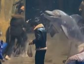 حقيقة ولا Ai؟.. حوت أبيض يفاجئ شاب ويطفئ سيجارته برش الماء عليه "فيديو"