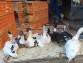 قائمة أسعار الدواجن والبط والحمام فى الأقصر اليوم الإثنين 15 ديسمبر 2025