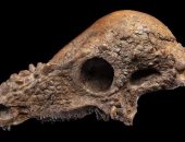 زوجان يتبرعان بجمجمة ديناصور قيمتها 1.7 مليون دولار لمتحف بأمريكا