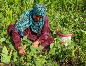 حصاد الفاصوليا الخضراء موسم الخير لمزارعى العياط