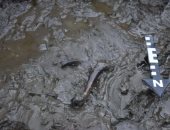 العثور على رفات كلب وخنجر عظمى بمدفن عمره 5000 عام فى السويد.. ما قصته؟