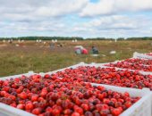 رحلة التوت البرى فى الصين من الحقول للمنتجات العالمية فائقة الجودة