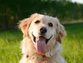 مؤسسة حماية الحيوان: نسحب 400 ملل دم من الكلب فقط كل 3 أشهر