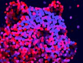 طرح البوستر الرسمى لمهرجان برلين السينمائى 2026 