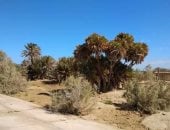 بحلول الشتاء.. المروحة الفيضية بمرسى علم تستعد لتخزين المياه فى باطنها.. منطقة رأس بغدادى بمحمية وادي الجمال تضم تنوعًا نباتيًا وحياة برية نادرة وتشكل موطنًا لتعشيش السلاحف.. وأهم الوجهات للوفود الأوروبية.. صور