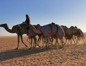 ميدان الهجن بنجران يعلن نتائج سباقه لسنّ الحقايق