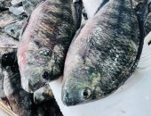 البلطي بكام؟.. أسعار الأسماك بكفر الشيخ السبت 20 ديسمبر 2025