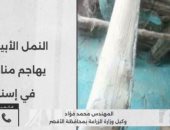 زراعة الأقصر: لا علاقة للنمل الأبيض بانهيار بعض المنازل.. البيوت مبنية بالطين