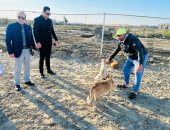 مركز إيواء الكلاب الحرة بجمصة.. حل إنسانى لمواجهة الظاهرة وحماية المواطنين   