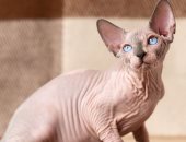 هولندا تحظر تربية قطط السفينكس والسكوتش فولد من 2026.. ما القصة؟