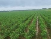 كيف تحمى محصولك من عواصف أمشير؟