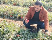 زراعة سوهاج: لا إصابات وبائية بزراعات الطماطم ومستويات الآفات آمنة