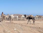 وسم الإبل بالبحر الأحمر هوية قبلية متجذرة تحافظ على السلالات النادرة من الجمال.. تنظم حركة الرعي والتنقل بين الأودية الجبلية.. تعكس تاريخًا طويلاً من عادات وتقاليد بدوية متوارثة بين قبائل الصحراء الشرقية.. صور