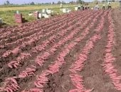 صادرات البطاطا المصرية تكتسح الأسواق العالمية بـ328 ألف طن العام الحالى