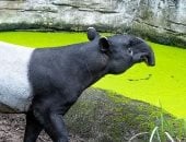 ولادة العملاق الهادئ المهدد بالانقراض فى إسبانيا بعد سنوات من الانتظار.. ما هو التابير؟