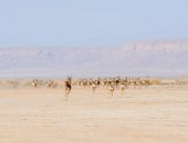 السعودية تطلق 61 كائنًا فطريًا في محمية الملك خالد الملكية