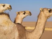 "إبل نجران" إرث متجذّر وصوت حاضر في ذاكرة الإنسان والمكان 