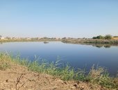 فريق شئون البيئة بالشرقية يواصل الفحص للتأكد من وجود تمساح بمصرف عمريط