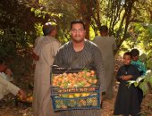 مزارع الأقصر تتلألأ باللون الأصفر فى موسم حصاد البرتقال واليوسفى.. صور