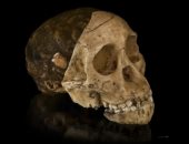 جمجمة "طفل تاونغ" المكتشفة عام 1924 تثبت أن أفريقيا مهد البشرية