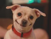 4 معتقدات خاطئة عن الحيوانات.. الكلب المبتسم وتخزين الجمل للمياه