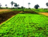 شرط وحيد للموافقة على بناء الحظائر على الأراضى الزراعية بوادي الصعايدة بأسوان