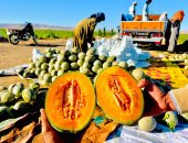 بشاير اليوسفى والكنتالوب.. حصاد فواكه الشتاء من مزارع الأقصر