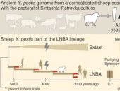 كيف انتشر الطاعون فى العصر البرونزي؟ خروف يكشف اللغز